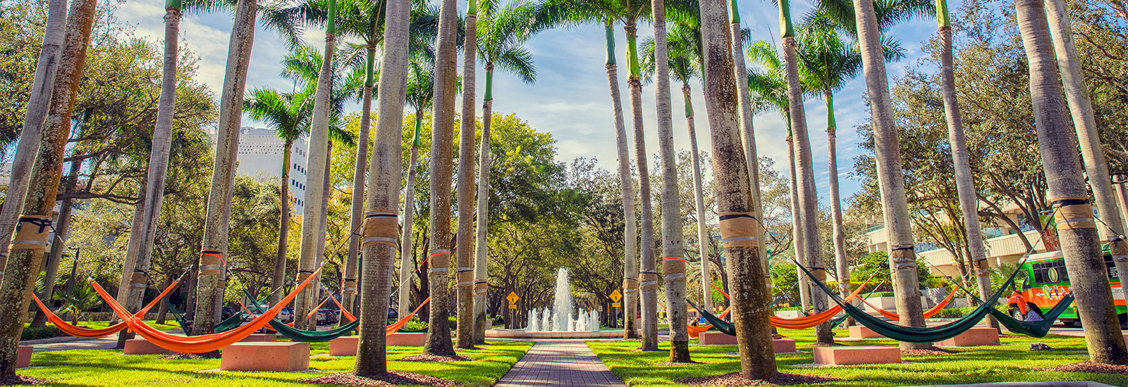 Hammocks hanging from palm tress on the the University of Miami Coral Gables Campus